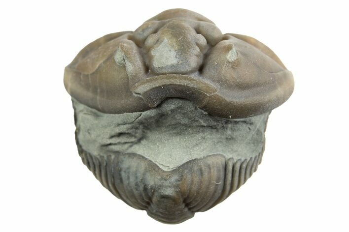 Partially Enrolled Flexicalymene Trilobite - Mt Orab, Ohio #329754